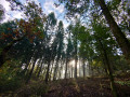 Forêt au dessus d'Anchamps Forêt au dessus d'Anchamps