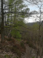 Forêt au point 11 Forêt au point 11
