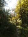 Forêt automnale