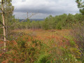 Forêt Communale d'Argol