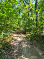 Allonnes Forest