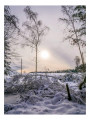 Forêt d'Anglier sous la neige
