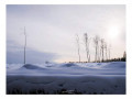 Forêt d'Anglier sous la neige