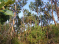 Forêt d’eucalyptus