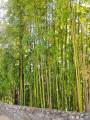 for&ecirc;t de bambou