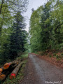 Forêt de Bischoffsheim chemin forestier