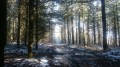 Forêt de Blessac