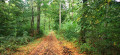 Forêt de Bonsecours