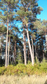 Foret de Bord Louviers
