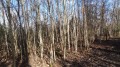 Forêt de bouleaux