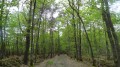 Forêt de Boulogne
