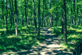 Forêt de Buzet/Tarn