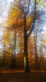 Forêt de Carnelle Forêt de Carnelle