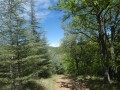 forêt de cèdres à droite et de chênes à gauche en descendant vers la piste de retour.