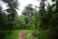 Forêt de cèdres Forêt de cèdres