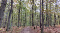 for&ecirc;t de Chevreuse