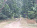for&ecirc;t de Dourdan