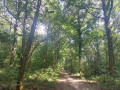 for&ecirc;t de Dourdan