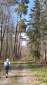 Forêt de Eichwald - large chemin Forêt de Eichwald - large chemin