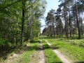 Forêt de feuillus et pins sylvestres