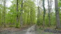 Forêt de Fontainebleau