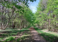 for&ecirc;t de Grosbois
