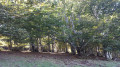 Forêt de hêtres