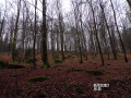 Forêt de Hêtres