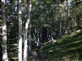Forêt de hètres