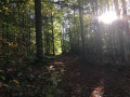 foret de la grande charnie