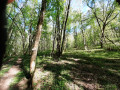 Forêt de Manois