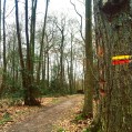Foret de Marly-louveciennes