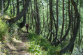 Forêt de Mélèzes "en crosse" Forêt de Mélèzes "en crosse"