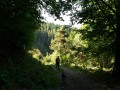 Foret de Mélèzes et Clairière