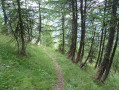 Forêt de mélèzes