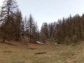 Forêt de mélèzes Forêt de mélèzes