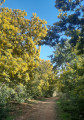 Forêt de mimosas en fleurs