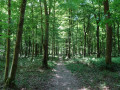 Forêt de Mormal