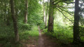 Foret de Nieppe