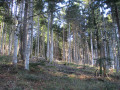 Forêt de Picaussel