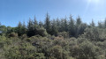 Forêt de pins Douglas