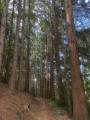 for&ecirc;t de Pins Douglas