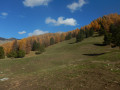 Forêt de pins et de mélèzes