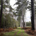 Forêt de pins sylvestres Forêt de pins sylvestres