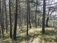 Forêt de pins