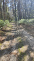 Forêt de pins