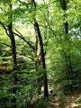 Forêt de Saoû