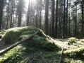 Forêt de sapins