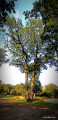 Forêt de Sénart