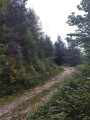 For&ecirc;t de Soulouze